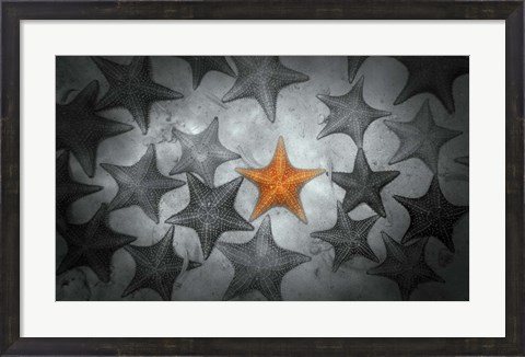 Framed Pop of Color Orange Starfish Print