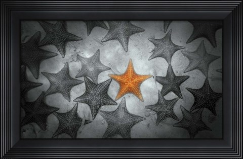 Framed Pop of Color Orange Starfish Print