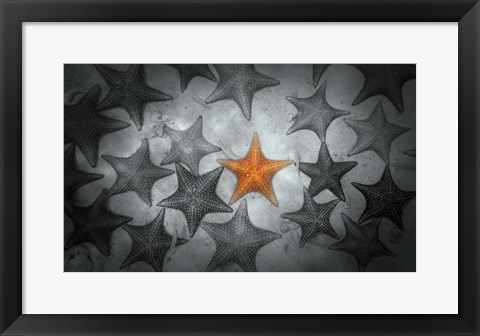 Framed Pop of Color Orange Starfish Print