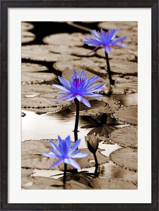 Framed Pop of Color Lotus Flowers Print