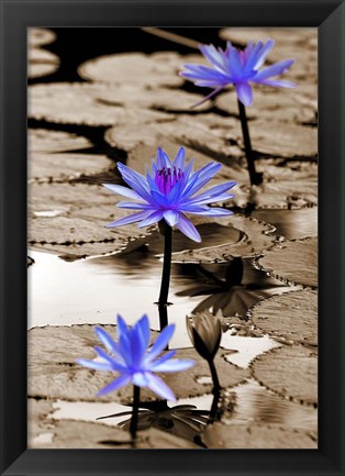 Framed Pop of Color Lotus Flowers Print