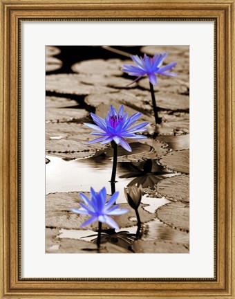 Framed Pop of Color Lotus Flowers Print