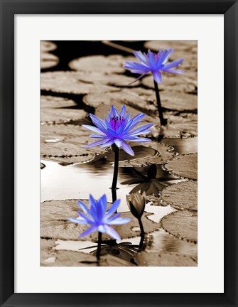 Framed Pop of Color Lotus Flowers Print