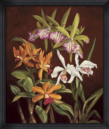 Framed Orchid Trio II Print