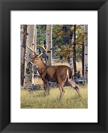 Framed Fall Whitetail Print