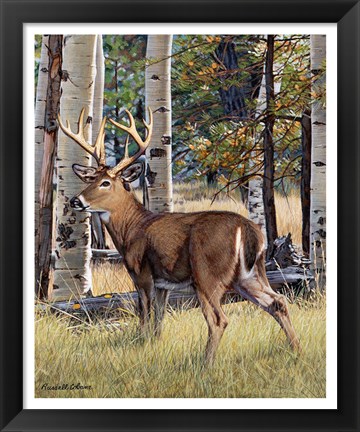 Framed Fall Whitetail Print