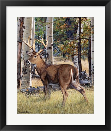 Framed Fall Whitetail Print