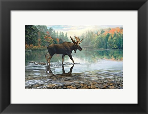 Framed Moose Crossing Print