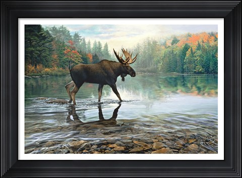 Framed Moose Crossing Print