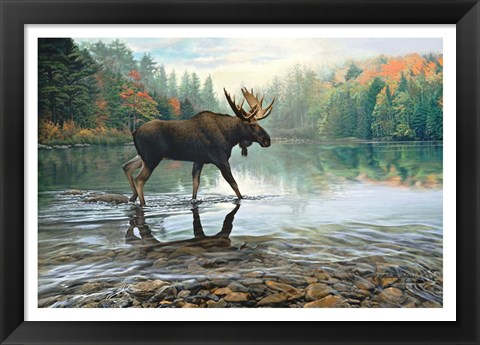 Framed Moose Crossing Print