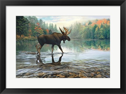 Framed Moose Crossing Print