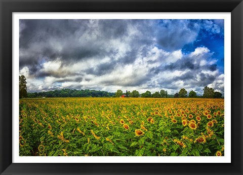 Framed Sunflower Field Print