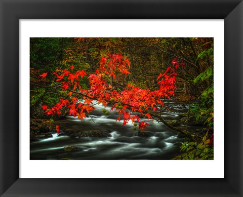 Framed Fall in Smokies Print