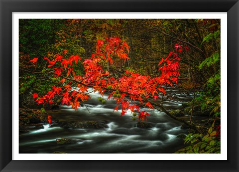 Framed Fall in Smokies Print