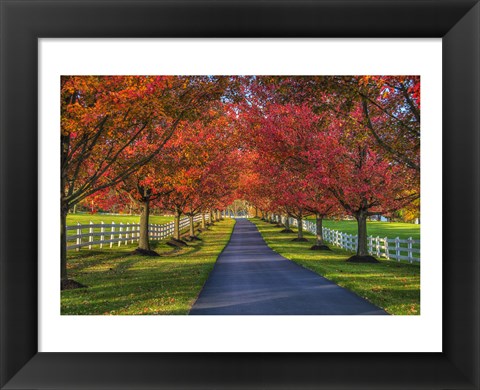 Framed Lane in Fall Print