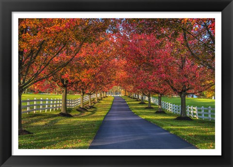 Framed Lane in Fall Print