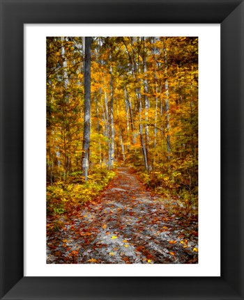 Framed Ohiopyle Path Print