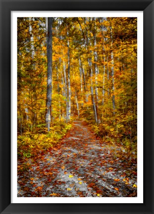 Framed Ohiopyle Path Print