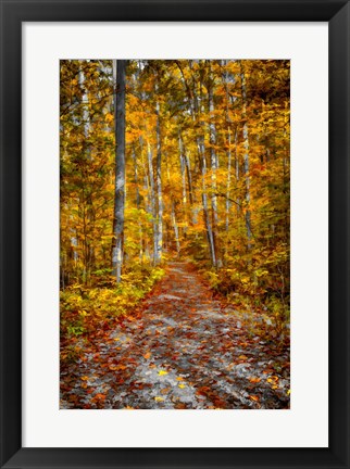 Framed Ohiopyle Path Print