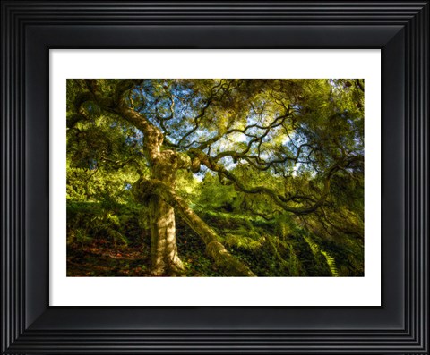 Framed Japanese Maple Print