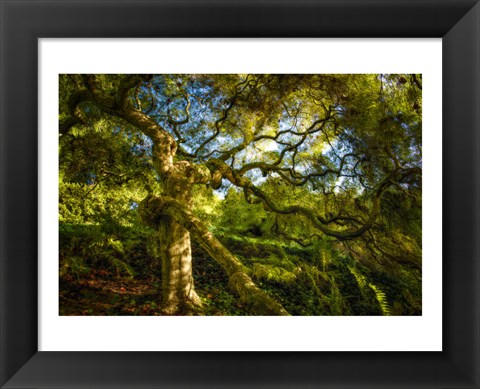 Framed Japanese Maple Print