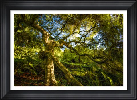 Framed Japanese Maple Print