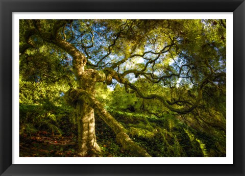 Framed Japanese Maple Print