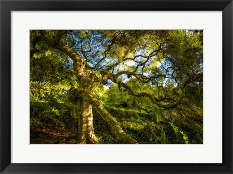 Framed Japanese Maple Print