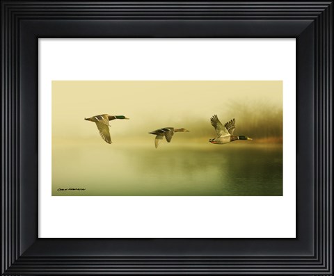 Framed Ducks Flying Print