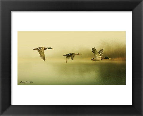 Framed Ducks Flying Print