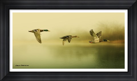Framed Ducks Flying Print