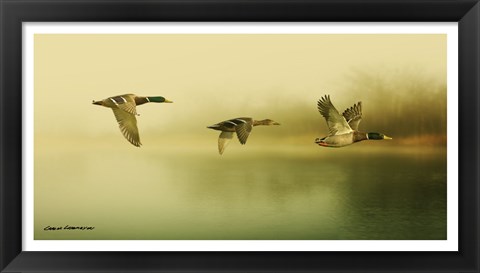 Framed Ducks Flying Print