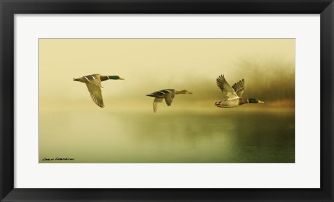 Framed Ducks Flying Print