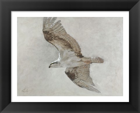 Framed Searching Osprey Print