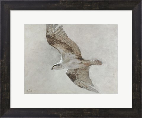 Framed Searching Osprey Print