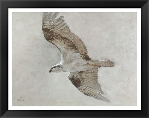 Framed Searching Osprey Print