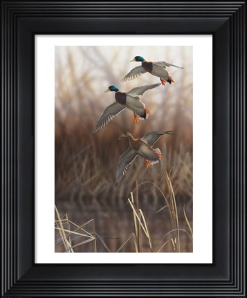 Framed Whisper Wind and Wing - Mallards Print