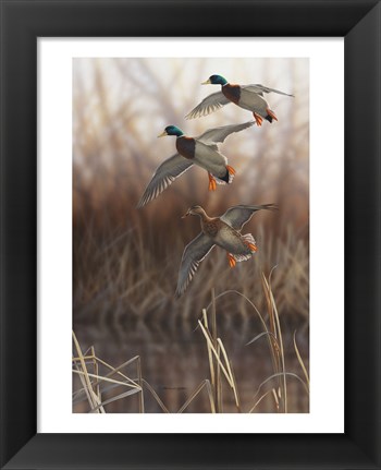 Framed Whisper Wind and Wing - Mallards Print