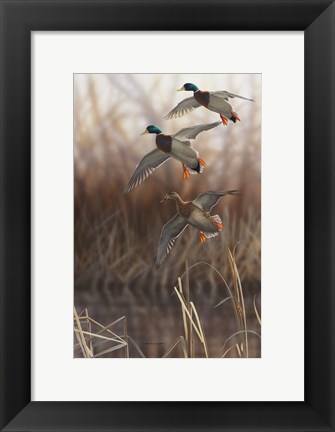 Framed Whisper Wind and Wing - Mallards Print