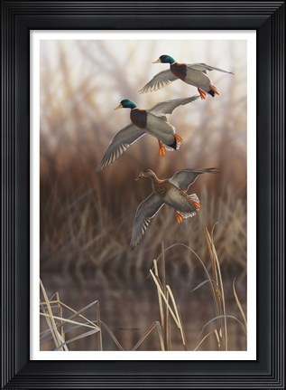 Framed Whisper Wind and Wing - Mallards Print
