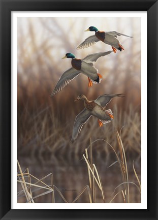 Framed Whisper Wind and Wing - Mallards Print