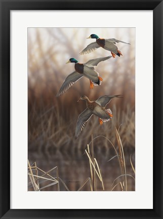 Framed Whisper Wind and Wing - Mallards Print