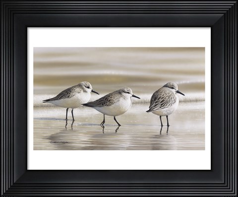 Framed Sanderlings Print