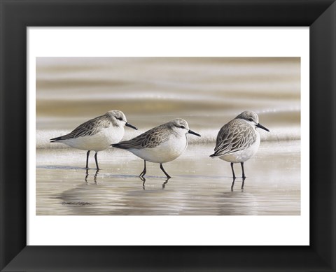 Framed Sanderlings Print