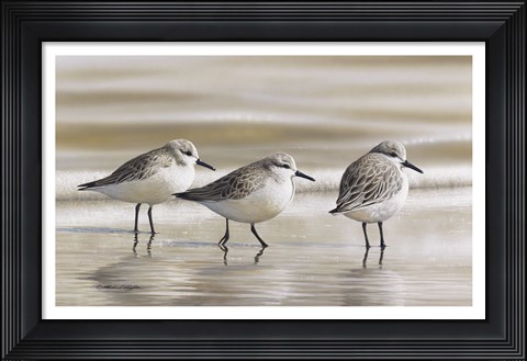 Framed Sanderlings Print