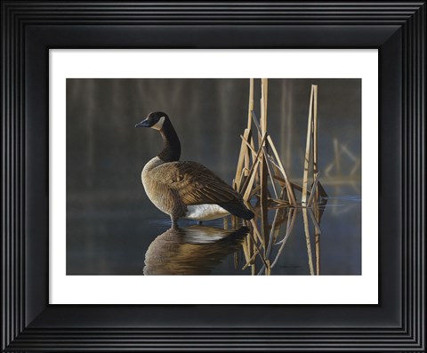 Framed Greet the Sun - Canada Goose Print
