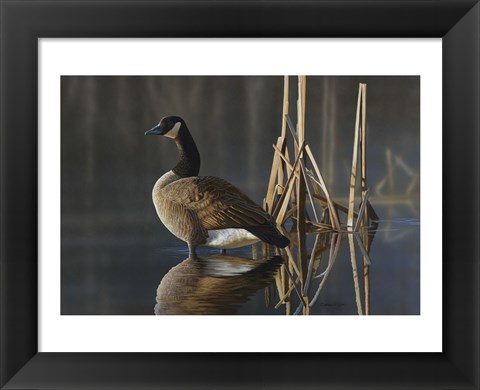 Framed Greet the Sun - Canada Goose Print