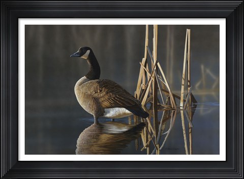 Framed Greet the Sun - Canada Goose Print