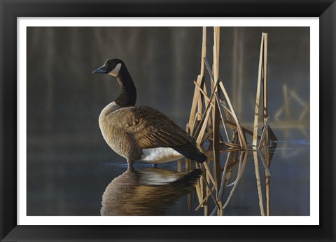 Framed Greet the Sun - Canada Goose Print