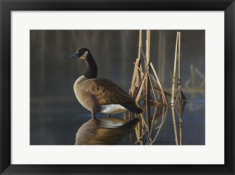 Framed Greet the Sun - Canada Goose Print